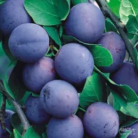 Табак для кальяна Tangiers 250 г - Special Edition Kashmir Plum (Слива пряности)